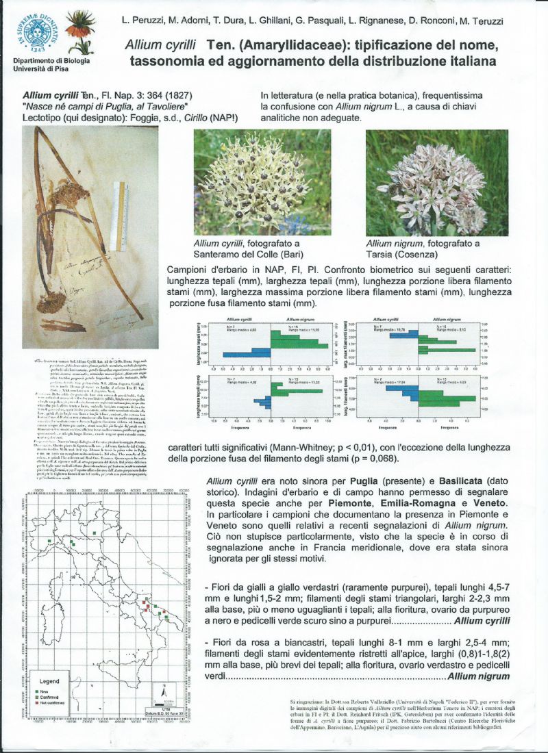 Allium cyrilli / Aglio di Cirillo